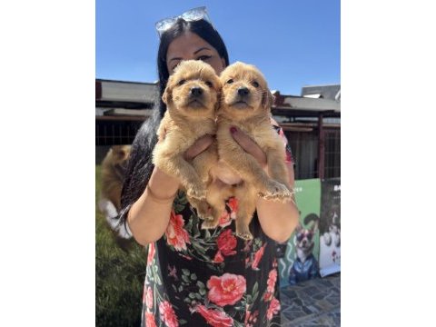 Baby face golden retriever yavrularım