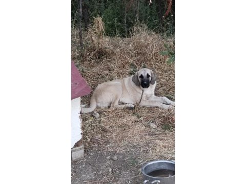 5 aylık kalite kangal yavru
