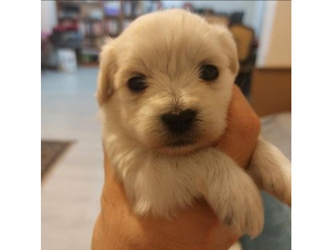 Sağlıklı oyuncu erkek morkie yavruları