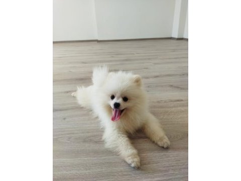 Küçük sevimli pomeranian boo