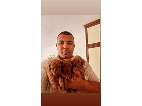 Sağlık garantili toy poodle yavrular
