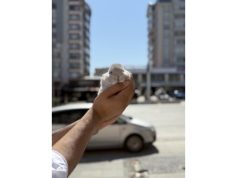 Cüce biblo yavrular için arayınız