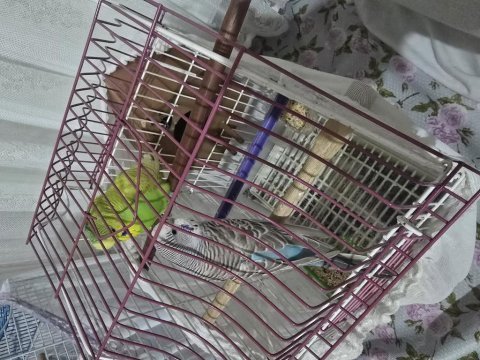 3 büyük kafes 8 muhabbet kuşu