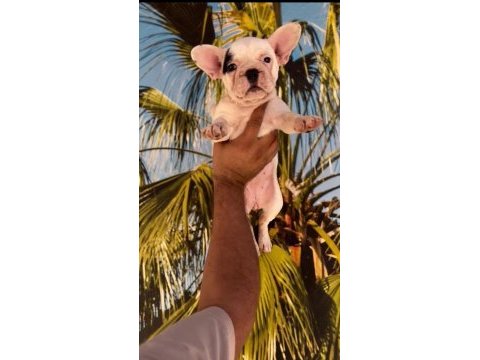 Fransız bulldog yavrularım