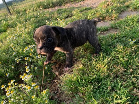 18 nisan doğumlu french bulldog