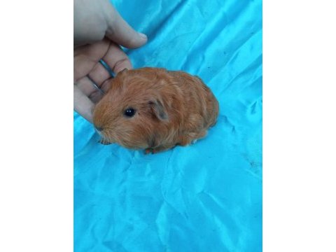 Sheltie ginepig yavrularımızı görmeden karar vermeyin