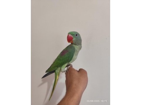 Full evcil yavru alexander papağanı