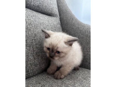 British shorthair ufaklık yeni ev arıyor