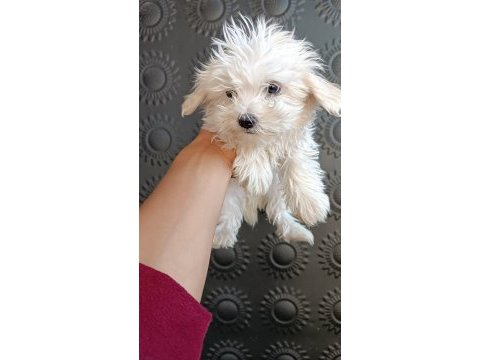 0 numara ırk garantili maltese