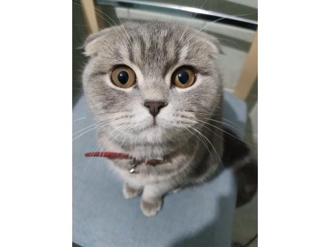 Gaziemir uysal scottish fold