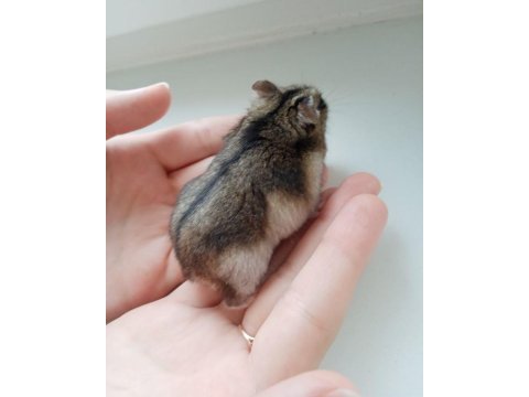 Hamster-gonzales yavrularımız heryere gönderim