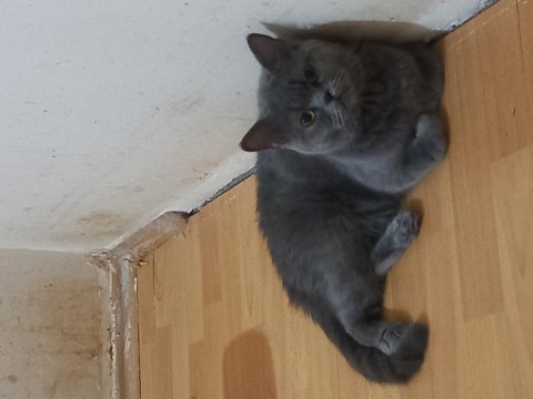 Ücretsiz sahiplendirme kedimiz
