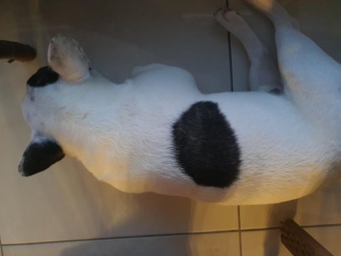 1 yaşında safran ırk gül kuyruk french bulldog