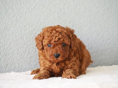 Toy poodle yavrularımız