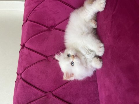 2 aylık safkan erkek red point british yavrumuz