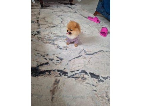 Pomeranian yavrumuz yeni sahibini arıyor