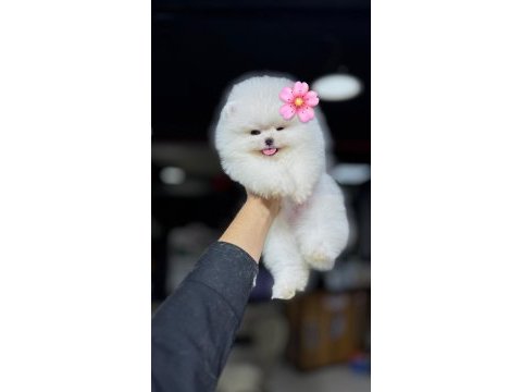 Türkiyenin en iyi üretim çiftliğinden pomeranian