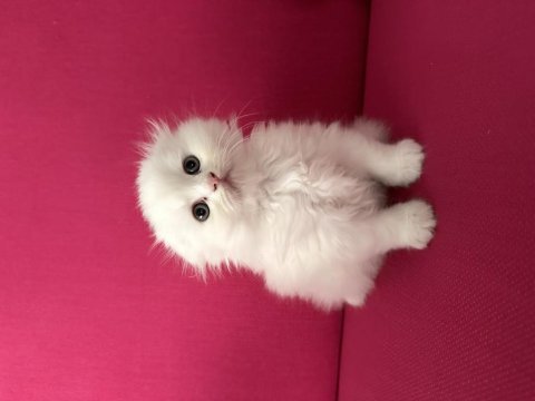 2 adet beyaz scottish fold 40 günlük