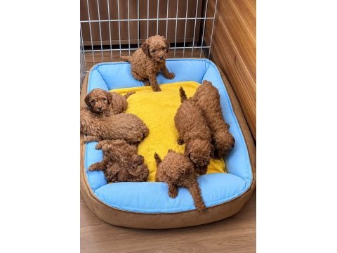 Redbrown toypoodle bebekler 