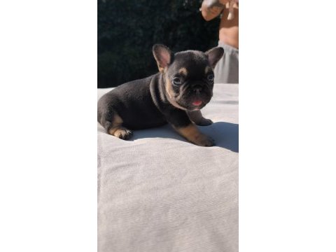 Isabella ve fluffy taşıyıcı french bulldog bebekler