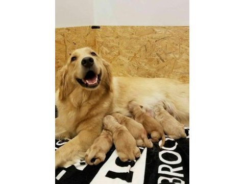 Golden retriever canlı görebilirsiniz ve adrese teslim var
