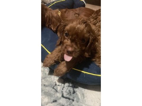2 aylık dişi ve erkek poodle yavrularımız