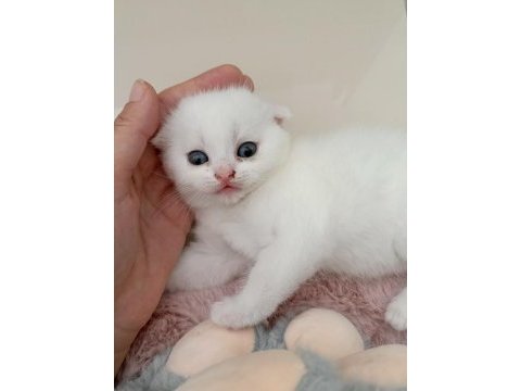 Beyaz scottish fold