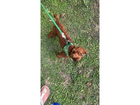 Uygun fiyat toy poodle kızıl