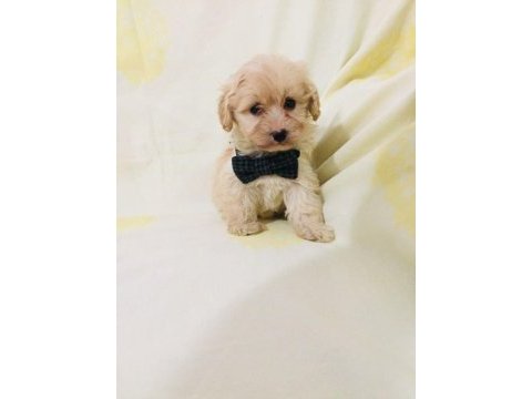 Maltipoo canlarım ev üretimi