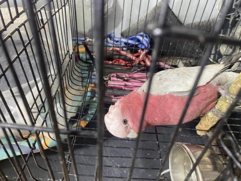 Gallah rose kakadu papağanı