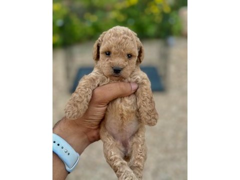 Teacup boy maltipoo yavrular