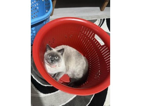 Blue point british shorthair