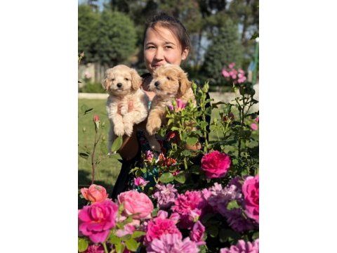 Maltipoo oyuncak tatlı bebişler