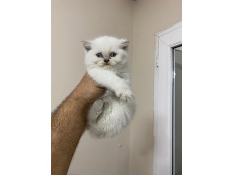 Teslime hazır british longhair pamuk yumağı minnoş