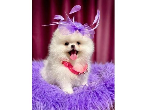 Kore kanlı mini boy pomeranian prenses