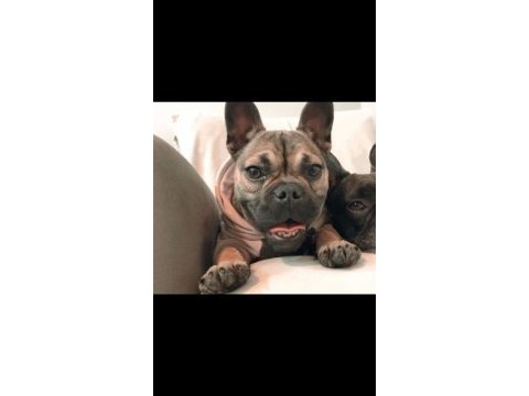 2 yaşında dişi french bulldog