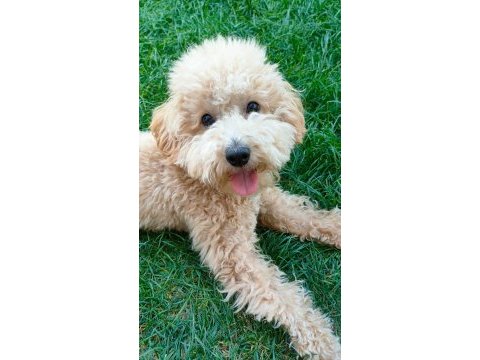 Dünya tatlısı toy poodle bebek