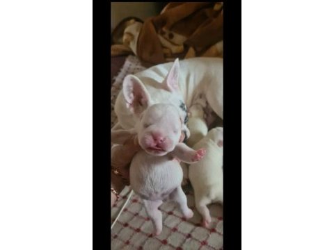 Maviş gözlü french bulldog bebekler