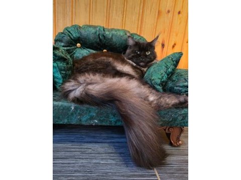 Maine coon kediler wcf kayitli