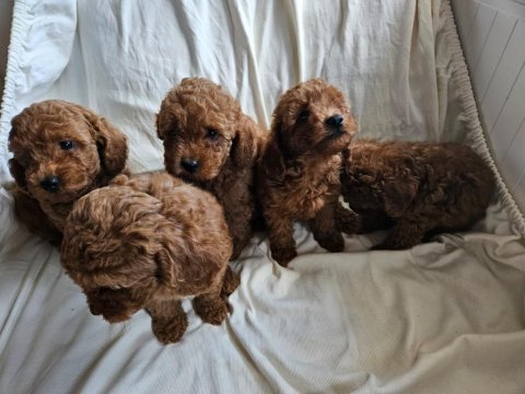 Ev ortamından red toy poodle yavrular