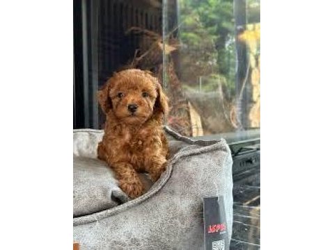 A+ kalite toy poodle yavrularımız 81 ile gönderilir