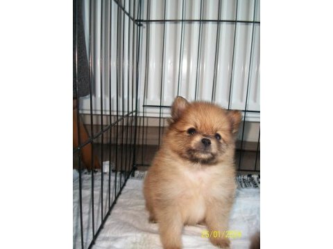 Pomeranian tecup 2 adet 1 aylık erkek yavrular