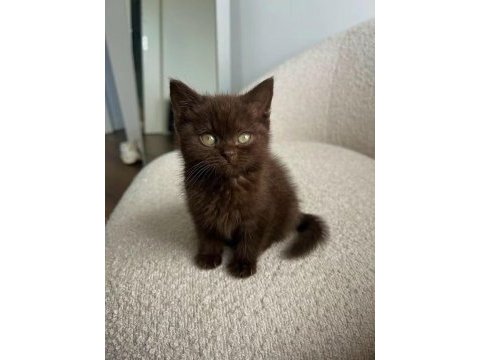 Show dark brown british shorthair yavrular