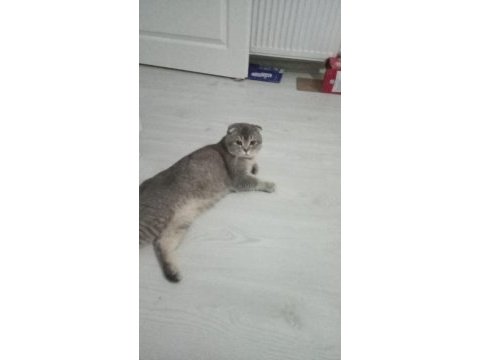 Safkan scottish fold