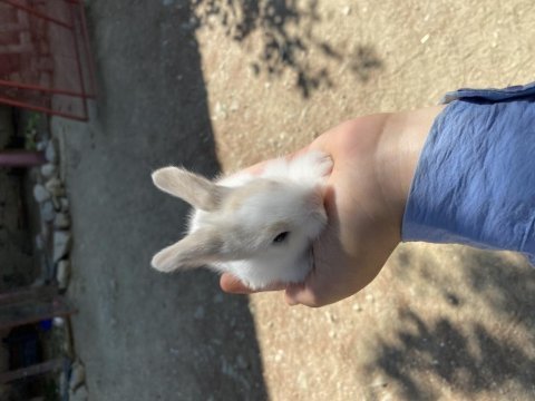 Hollanda lop yavru tavşan