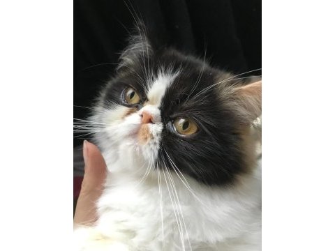 Exotic shorthair sevimli kedimiz