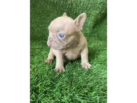 French bulldog güzellikler yeni yuvasını arıyor