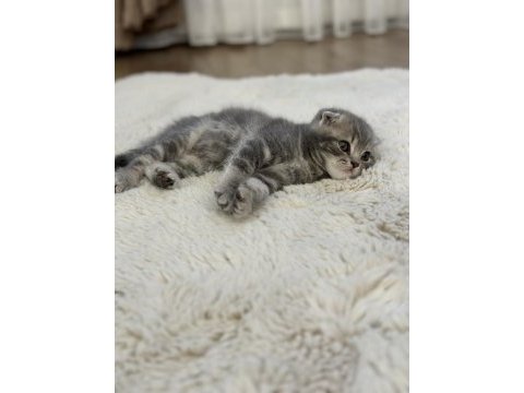 2 aylık yavru scottish fold erkek