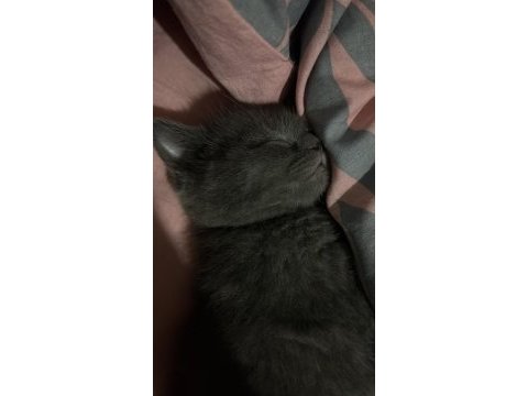 British shorthair