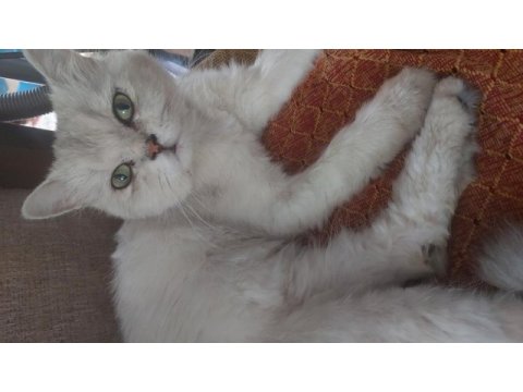 Yetişkin erkek kedimiz